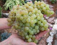 Виноград "КишМиш 342"