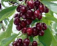 Вишня колоновидная "Восторг"