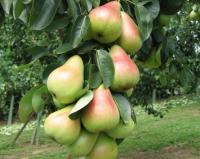 Груша колоновидная "Сапфира"