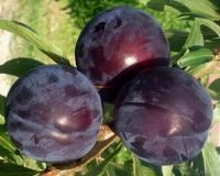 Слива "Кромань"