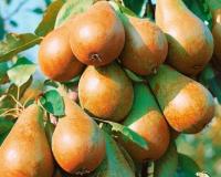 Груша колоновидная "Москвичка"