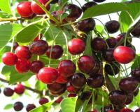 Вишня "Гриот Белорусский"