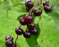 Вишня "Брюнетка"