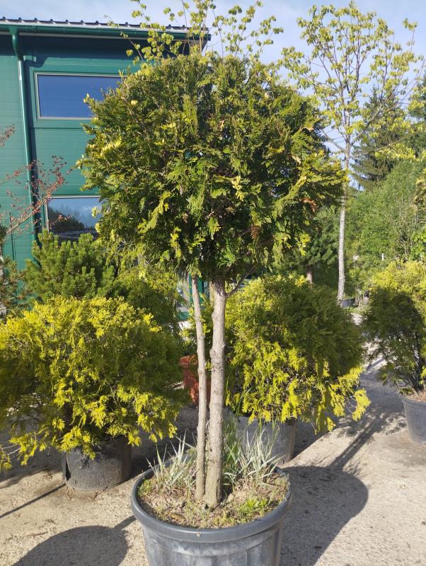 Штамбовые деревья