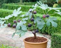 Инжир "Рандино"