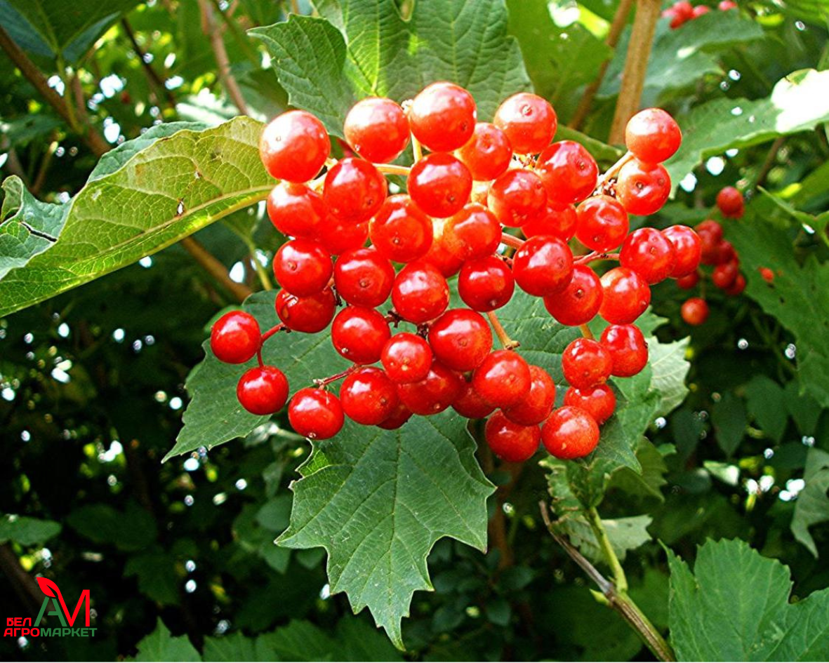 Калина viburnum. Калина обыкновенная Viburnum opulus. Калина обыкновенная (Viburnum opulus l.). Калина обыкновенная Ксантокарпум. Калина обыкновенная, красная (Viburnum opulus).