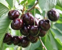 Вишня "Морозовка"