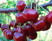 Вишня "Новелла"