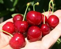 Вишня "Прима"