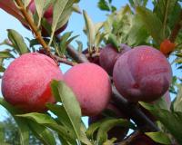 Слива "Оцарк Премьер"