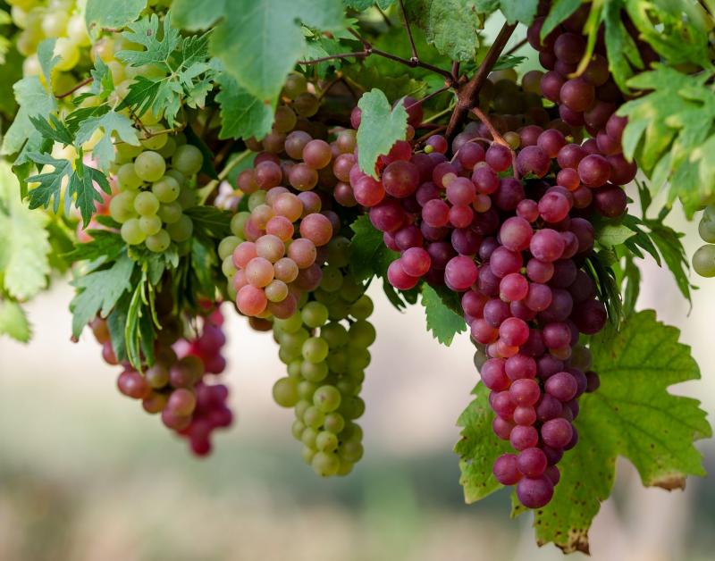 Посадка винограда весной - БелАгро Маркет