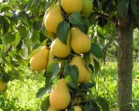Груша колоновидная "Медовая"