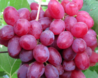 Виноград "КишМиш Велес"