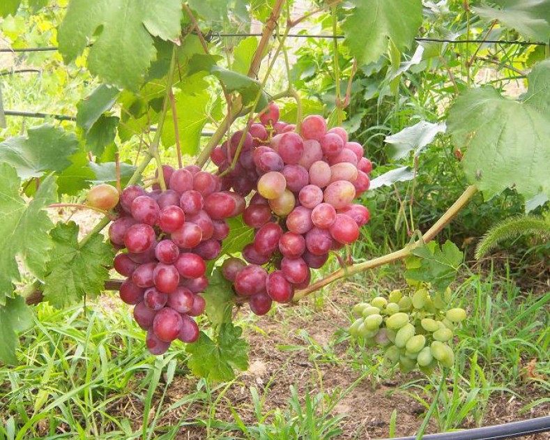 виноград хамелеон описание сорта | Дзен