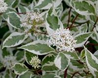 Дерен белый "Элегантиссима" (Еlegantissima)