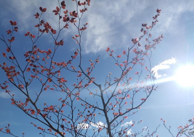 Мечта о декоративном дереве в саду 