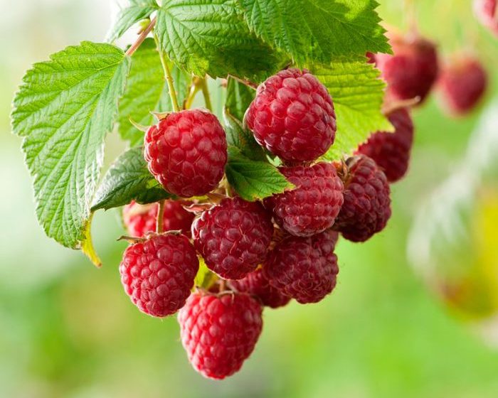 Уход за малиной весной