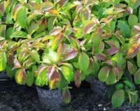 Дерен отпрысковый "Келси" (Kelsey)