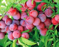 Слива "Красный Шар"