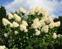 Гортензия метельчатая "Грандифлора" (Grandiflora)