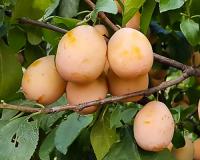 Слива "Золотая капля"