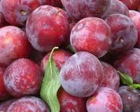 Слива "Деликатесная"