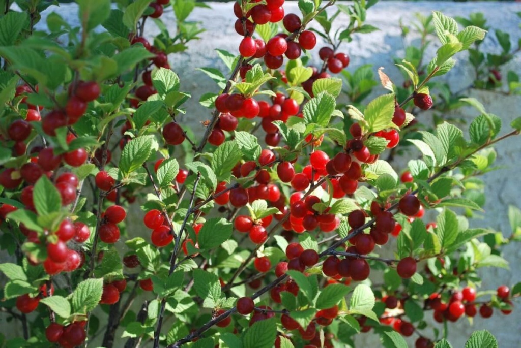 Плоды войлочной вишни