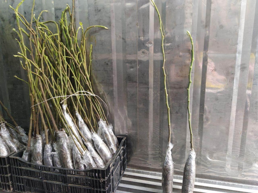 Саженцы инжира в каперсах