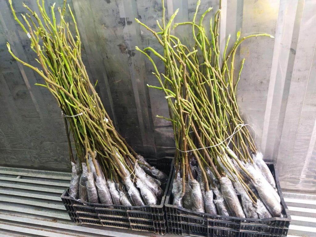 Упакованные саженцы инжира