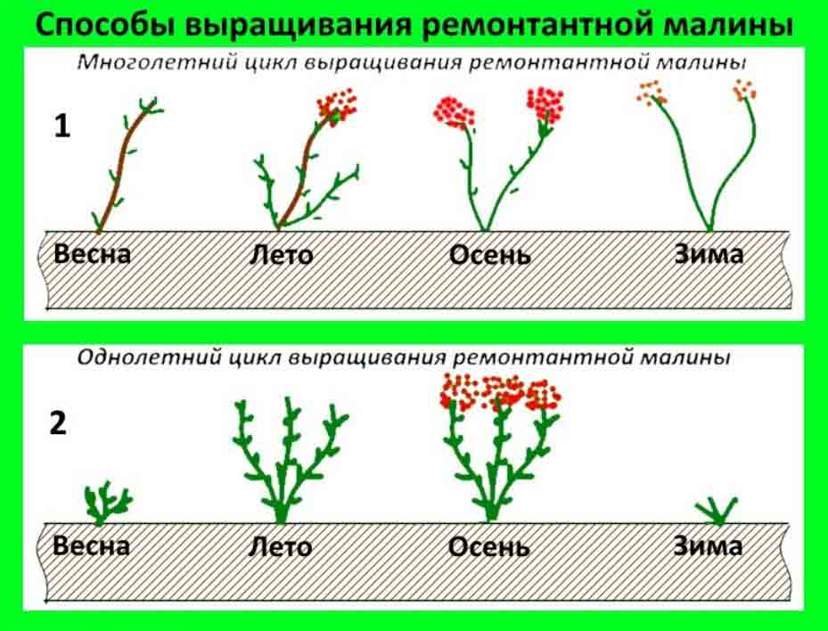 Как обрезать малину осенью правильно с фото Как обрезать ремонтантную малину осенью? - БелАгро Маркет