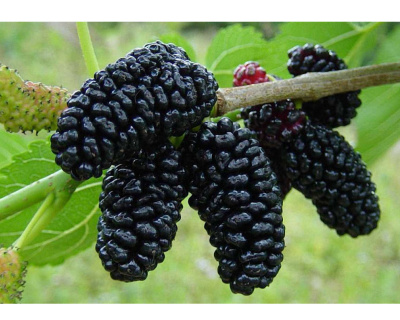 Шелковица штамбовая (шаровидная) "Смуглянка"