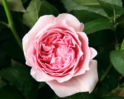 Пионовидная Роза «Miranda» (Миранда)