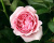 Пионовидная Роза «Miranda» (Миранда)