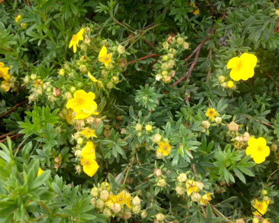 Лапчатка "Голдстар" (Goldstar)