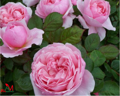 Английская Роза "Brother Cadfael" (Бразе Кадфаэль)