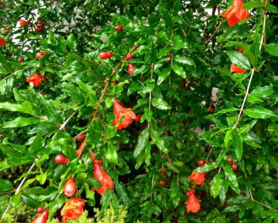 Гранат "Восточный"