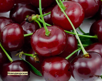 Вишня мультипрививка "Новодворская-Вянок"