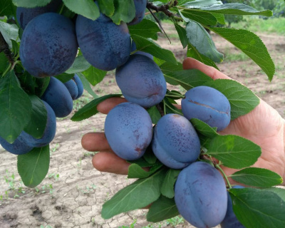 Слива "Синий гигант"
