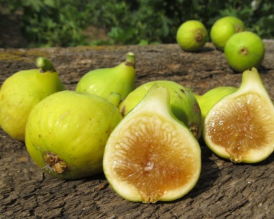 Инжир "Кадота"