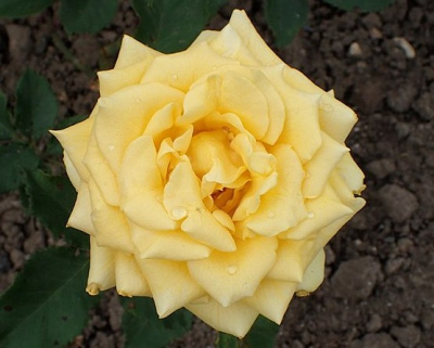 Роза Флорибунда "Bellona" (Беллона)