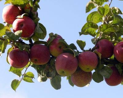 Яблоня "Подарок Садоводам"