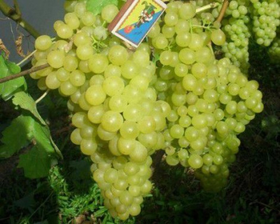 Виноград "КишМиш Белое пламя"
