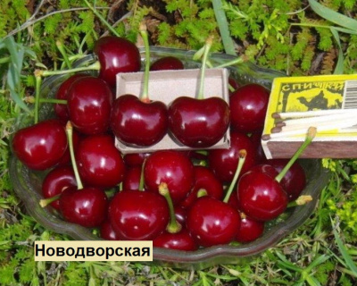 Вишня мультипрививка "Новодворская-Вянок"