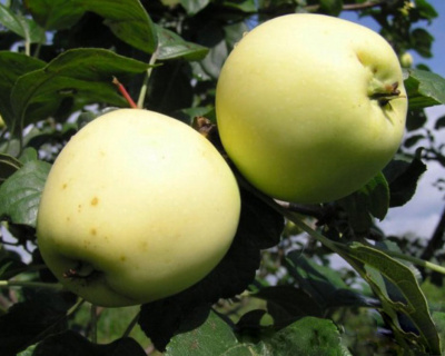 Яблоня "Банановое"