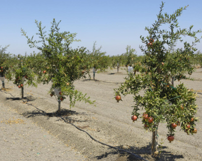 Гранат "Гюлоша розовая"