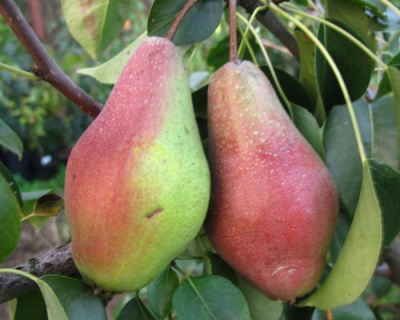 Груша колоновидная "Восторг"