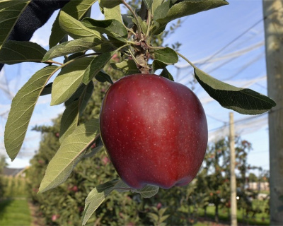 Яблоня "Ред Чиф"