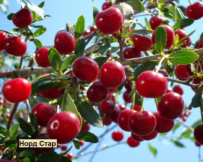 Вишня мультипрививка "Гриот Белорусский-Норд Стар"