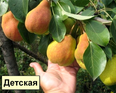 Груша мультипрививка "Детская-Чижовская"