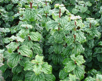 Дерен красный "Компресса" (Compressa)